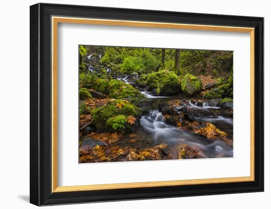 Autumn Color Along Starvation Creek Falls, Columbia Gorge, Oregon-Chuck Haney-Framed Photographic Print