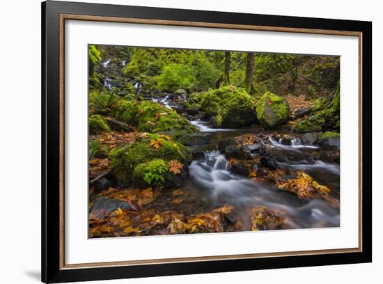 Autumn Color Along Starvation Creek Falls, Columbia Gorge, Oregon-Chuck Haney-Framed Photographic Print