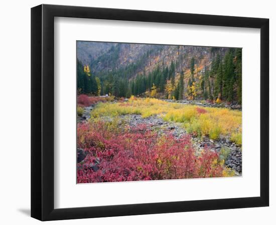 Autumn Color Along the Wenatchee River, Tumwater Canyon, Wenatchee National Forest, Washington, USA-Jamie & Judy Wild-Framed Photographic Print