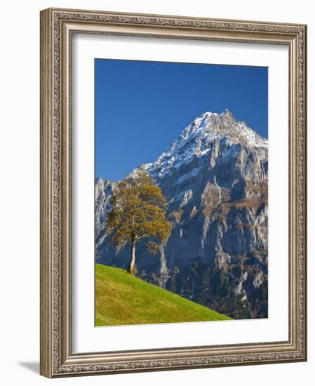 Autumn Color and Alpine Meadow, Wetterhorn and Grindelwald, Berner Oberland, Switzerland-Doug Pearson-Framed Photographic Print