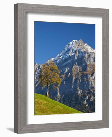 Autumn Color and Alpine Meadow, Wetterhorn and Grindelwald, Berner Oberland, Switzerland-Doug Pearson-Framed Photographic Print