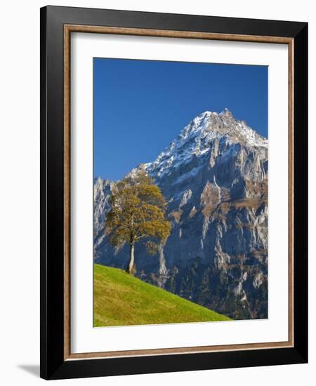 Autumn Color and Alpine Meadow, Wetterhorn and Grindelwald, Berner Oberland, Switzerland-Doug Pearson-Framed Photographic Print