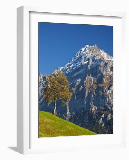 Autumn Color and Alpine Meadow, Wetterhorn and Grindelwald, Berner Oberland, Switzerland-Doug Pearson-Framed Photographic Print