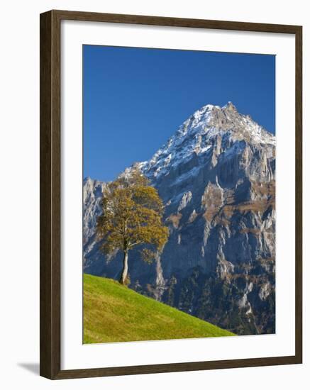 Autumn Color and Alpine Meadow, Wetterhorn and Grindelwald, Berner Oberland, Switzerland-Doug Pearson-Framed Photographic Print