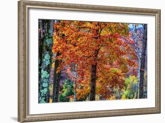 Autumn Color As Paint, New Hampshire, New England Fall-Vincent James-Framed Photographic Print