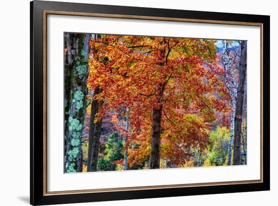 Autumn Color As Paint, New Hampshire, New England Fall-Vincent James-Framed Photographic Print