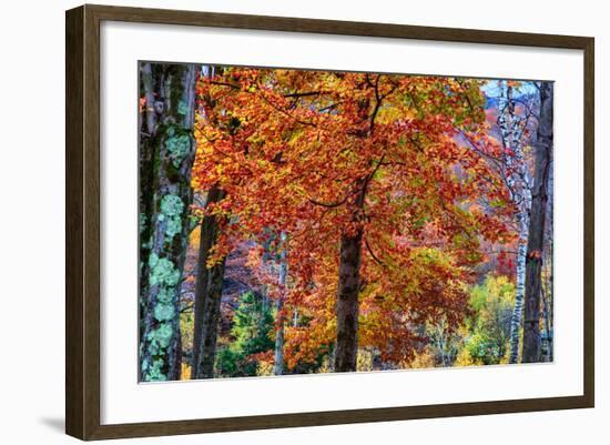 Autumn Color As Paint, New Hampshire, New England Fall-Vincent James-Framed Photographic Print