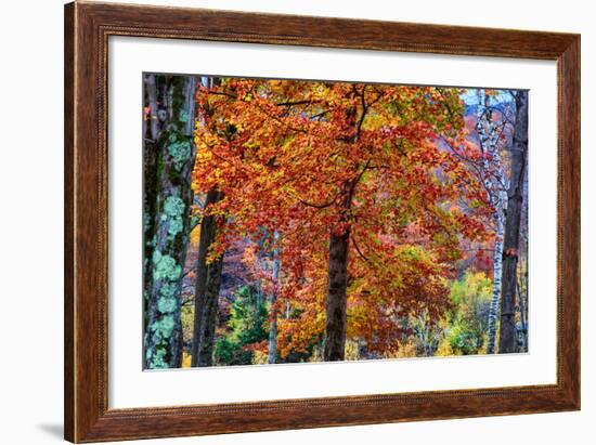 Autumn Color As Paint, New Hampshire, New England Fall-Vincent James-Framed Photographic Print