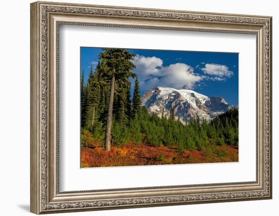 Autumn color at Paradise Meadows in Mount Rainier National Park, Washington State, USA-Chuck Haney-Framed Photographic Print