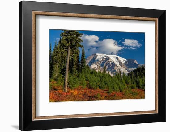 Autumn color at Paradise Meadows in Mount Rainier National Park, Washington State, USA-Chuck Haney-Framed Photographic Print