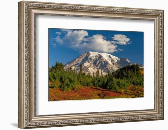 Autumn color at Paradise Meadows in Mount Rainier National Park, Washington State, USA-Chuck Haney-Framed Photographic Print