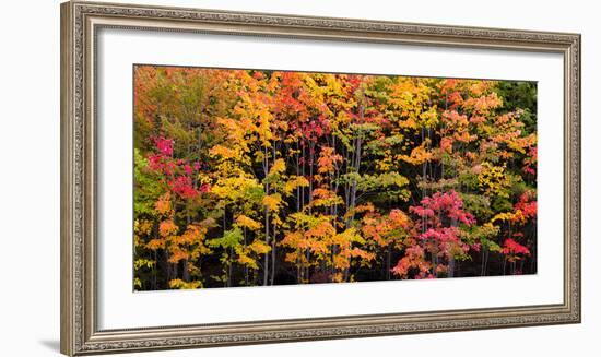 Autumn Color Burst-Michael Hudson-Framed Art Print