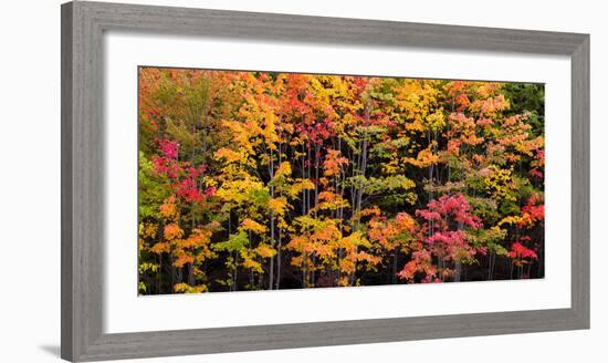 Autumn Color Burst-Michael Hudson-Framed Art Print