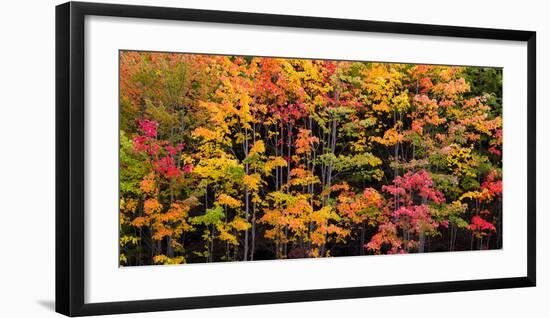 Autumn Color Burst-Michael Hudson-Framed Art Print