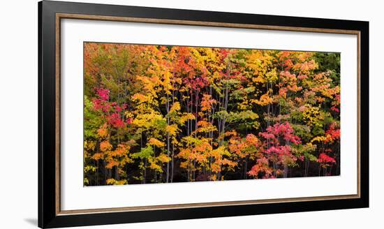 Autumn Color Burst-Michael Hudson-Framed Art Print