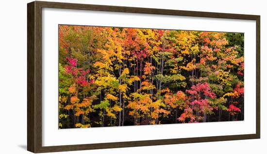 Autumn Color Burst-Michael Hudson-Framed Art Print