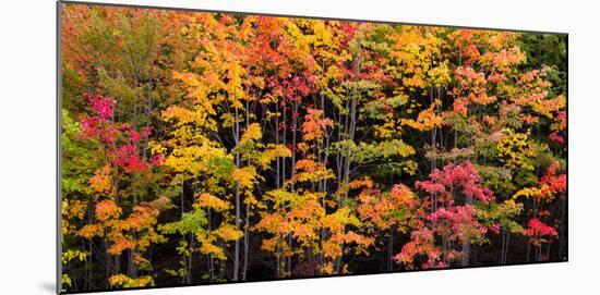 Autumn Color Burst-Michael Hudson-Mounted Art Print