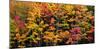 Autumn Color Burst-Michael Hudson-Mounted Art Print