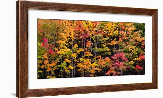 Autumn Color Burst-Michael Hudson-Framed Art Print