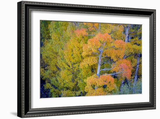 Autumn Color, Eastern Sierras, Aspens, California-Vincent James-Framed Premium Photographic Print