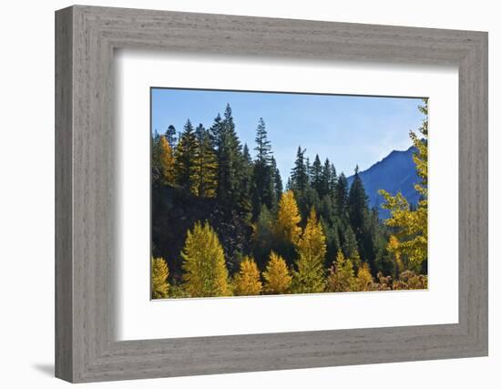 Autumn color, Icicle Gorge, Wenatchee National Forest, Washington State, USA-Michel Hersen-Framed Photographic Print