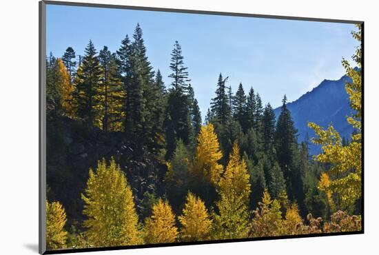 Autumn color, Icicle Gorge, Wenatchee National Forest, Washington State, USA-Michel Hersen-Mounted Photographic Print