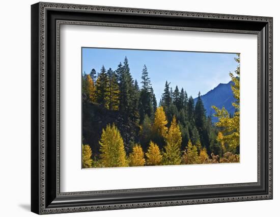 Autumn color, Icicle Gorge, Wenatchee National Forest, Washington State, USA-Michel Hersen-Framed Photographic Print