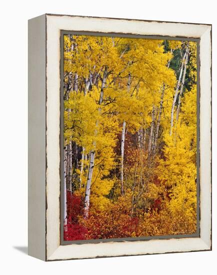 Autumn Color in the Flathead Valley, Montana, USA-Chuck Haney-Framed Premier Image Canvas