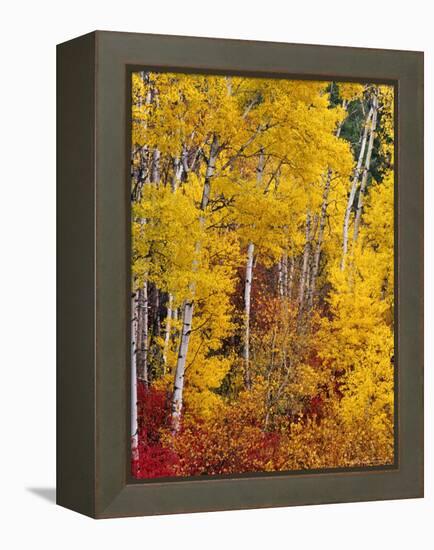 Autumn Color in the Flathead Valley, Montana, USA-Chuck Haney-Framed Premier Image Canvas