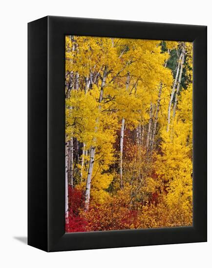 Autumn Color in the Flathead Valley, Montana, USA-Chuck Haney-Framed Premier Image Canvas