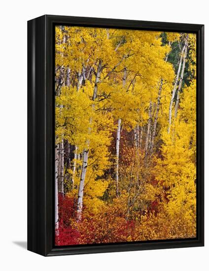 Autumn Color in the Flathead Valley, Montana, USA-Chuck Haney-Framed Premier Image Canvas