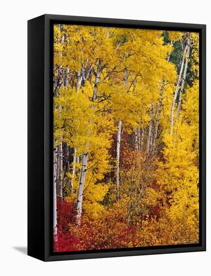 Autumn Color in the Flathead Valley, Montana, USA-Chuck Haney-Framed Premier Image Canvas