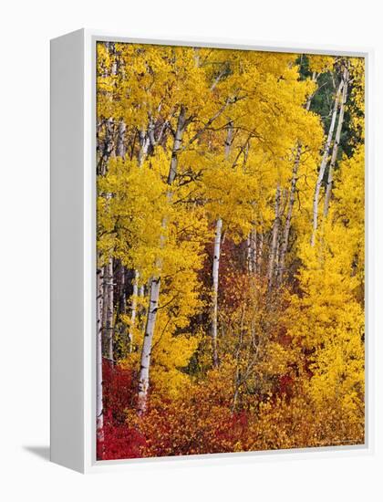 Autumn Color in the Flathead Valley, Montana, USA-Chuck Haney-Framed Premier Image Canvas