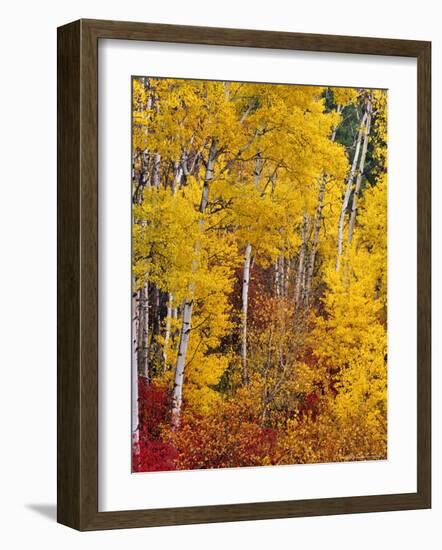 Autumn Color in the Flathead Valley, Montana, USA-Chuck Haney-Framed Photographic Print