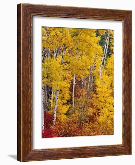 Autumn Color in the Flathead Valley, Montana, USA-Chuck Haney-Framed Photographic Print