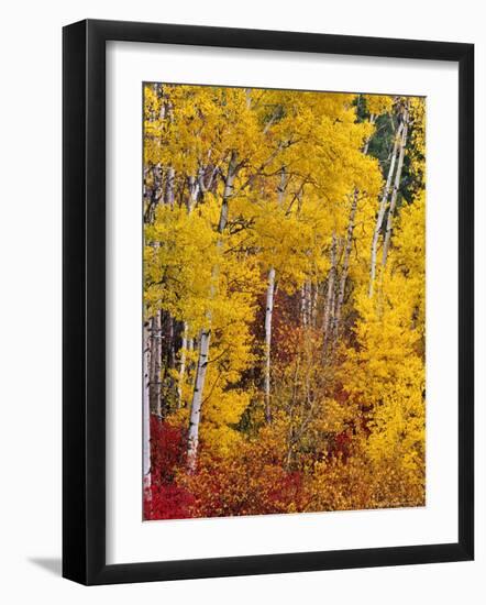 Autumn Color in the Flathead Valley, Montana, USA-Chuck Haney-Framed Photographic Print