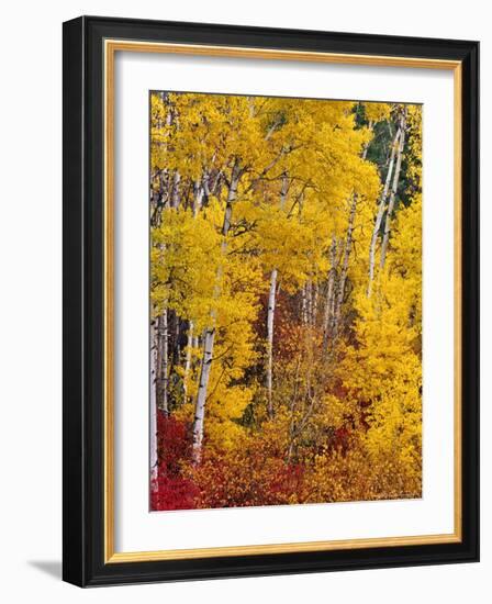 Autumn Color in the Flathead Valley, Montana, USA-Chuck Haney-Framed Photographic Print