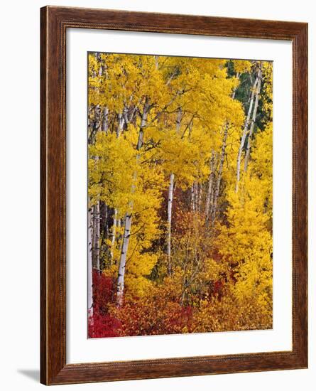 Autumn Color in the Flathead Valley, Montana, USA-Chuck Haney-Framed Photographic Print