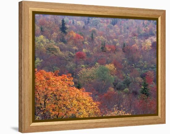 Autumn color in the Great Smoky Mountains National Park, Tennessee, USA-William Sutton-Framed Premier Image Canvas