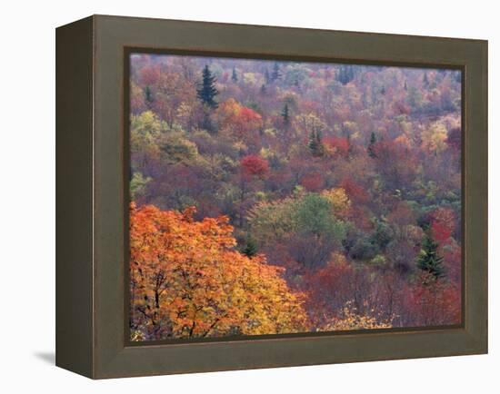 Autumn color in the Great Smoky Mountains National Park, Tennessee, USA-William Sutton-Framed Premier Image Canvas