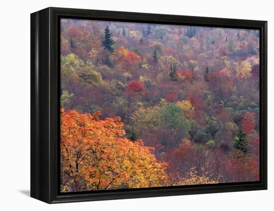 Autumn color in the Great Smoky Mountains National Park, Tennessee, USA-William Sutton-Framed Premier Image Canvas