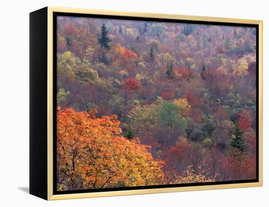 Autumn color in the Great Smoky Mountains National Park, Tennessee, USA-William Sutton-Framed Premier Image Canvas