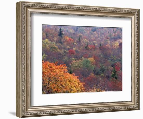 Autumn color in the Great Smoky Mountains National Park, Tennessee, USA-William Sutton-Framed Photographic Print