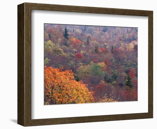 Autumn color in the Great Smoky Mountains National Park, Tennessee, USA-William Sutton-Framed Photographic Print