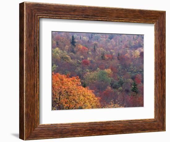 Autumn color in the Great Smoky Mountains National Park, Tennessee, USA-William Sutton-Framed Photographic Print