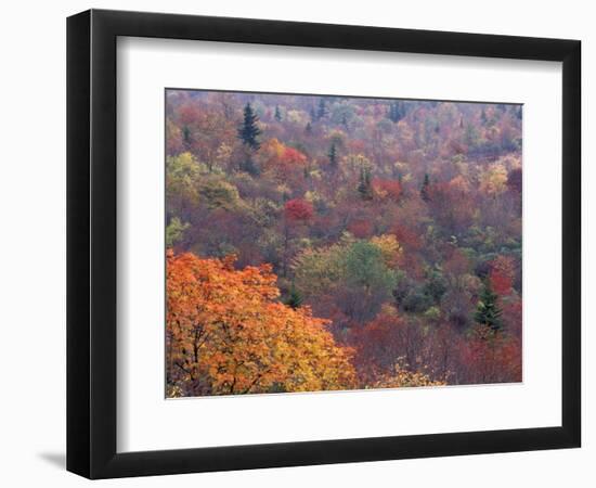 Autumn color in the Great Smoky Mountains National Park, Tennessee, USA-William Sutton-Framed Photographic Print