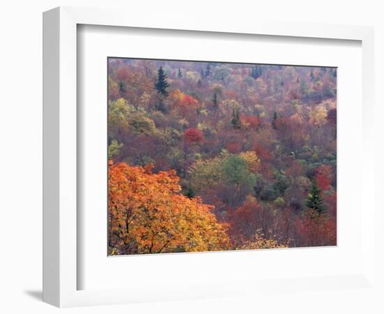 Autumn color in the Great Smoky Mountains National Park, Tennessee, USA-William Sutton-Framed Photographic Print