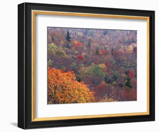 Autumn color in the Great Smoky Mountains National Park, Tennessee, USA-William Sutton-Framed Photographic Print