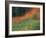 Autumn Color in the Mt. Rainier National Park, Washington, USA-William Sutton-Framed Photographic Print