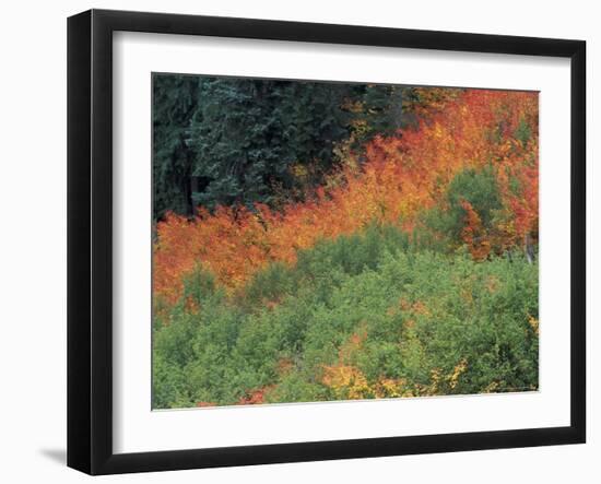 Autumn Color in the Mt. Rainier National Park, Washington, USA-William Sutton-Framed Photographic Print